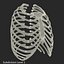 Female Ribcage Skeleton