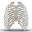 Female Ribcage Skeleton
