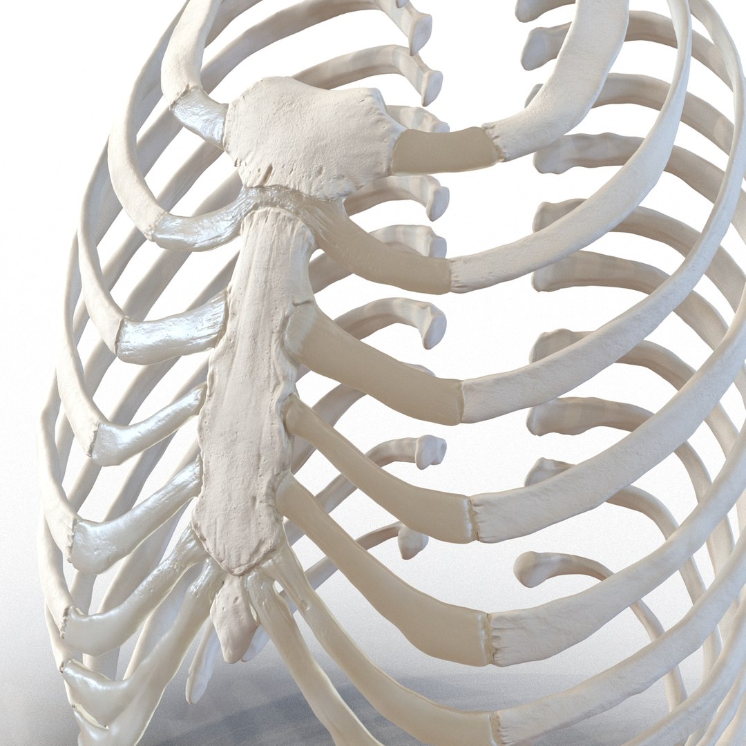 3d female ribcage skeleton https://p.turbosquid.com/ts-thumb/wh/IomWkQ/414CztGi/femaleribcageskeleton3dmodel15/jpg/1459957873/1920x1080/fit_q87/dc96112c936bf62ba6323233cce43de082f35730/femaleribcageskeleton3dmodel15.jpg