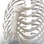 Female Ribcage Skeleton