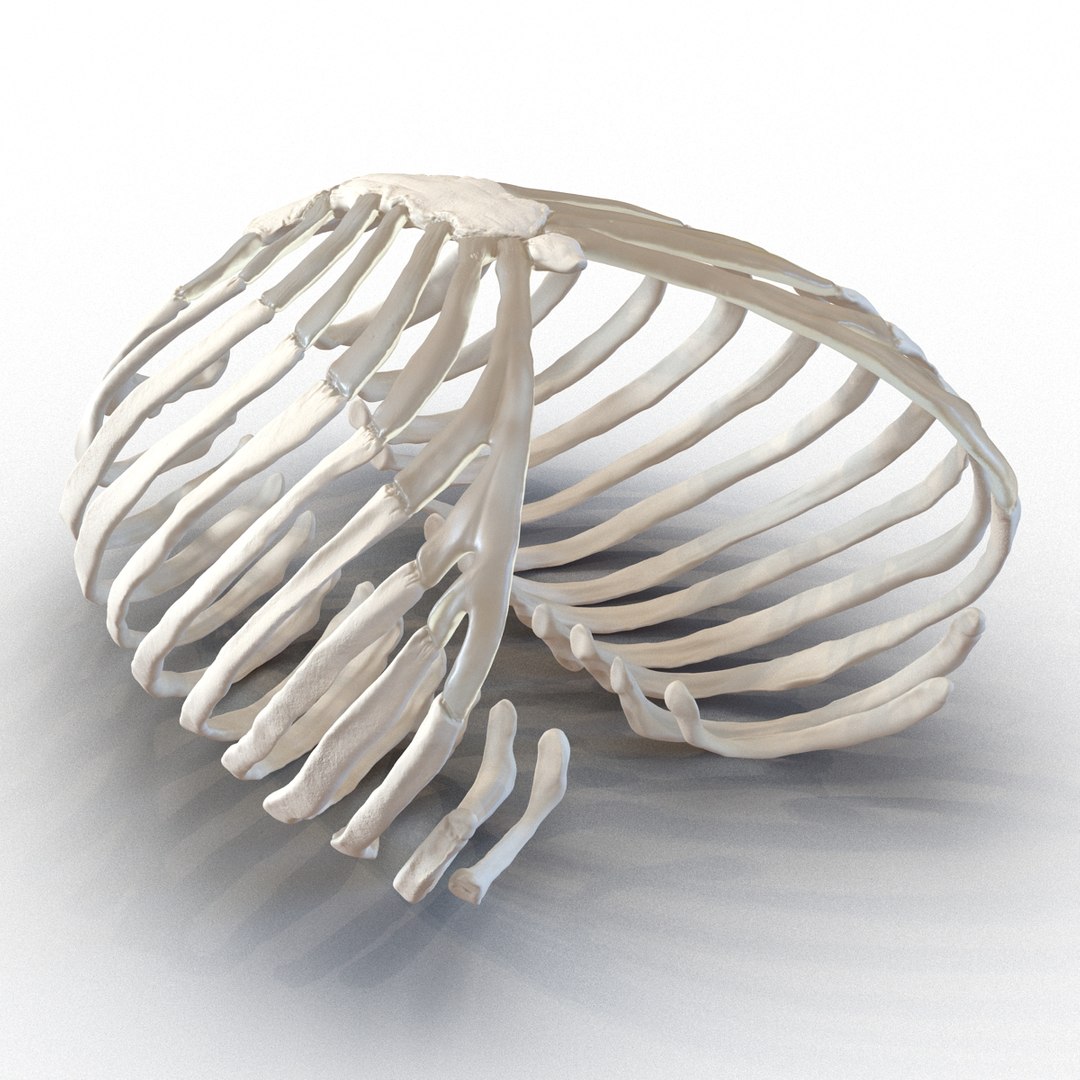 3d female ribcage skeleton https://p.turbosquid.com/ts-thumb/wh/IomWkQ/5moLiA8Y/femaleribcageskeleton3dmodel10/jpg/1459957872/1920x1080/fit_q87/b3c72d3bba52045b6c6cf986b86a985aaa97e168/femaleribcageskeleton3dmodel10.jpg
