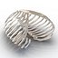 Female Ribcage Skeleton