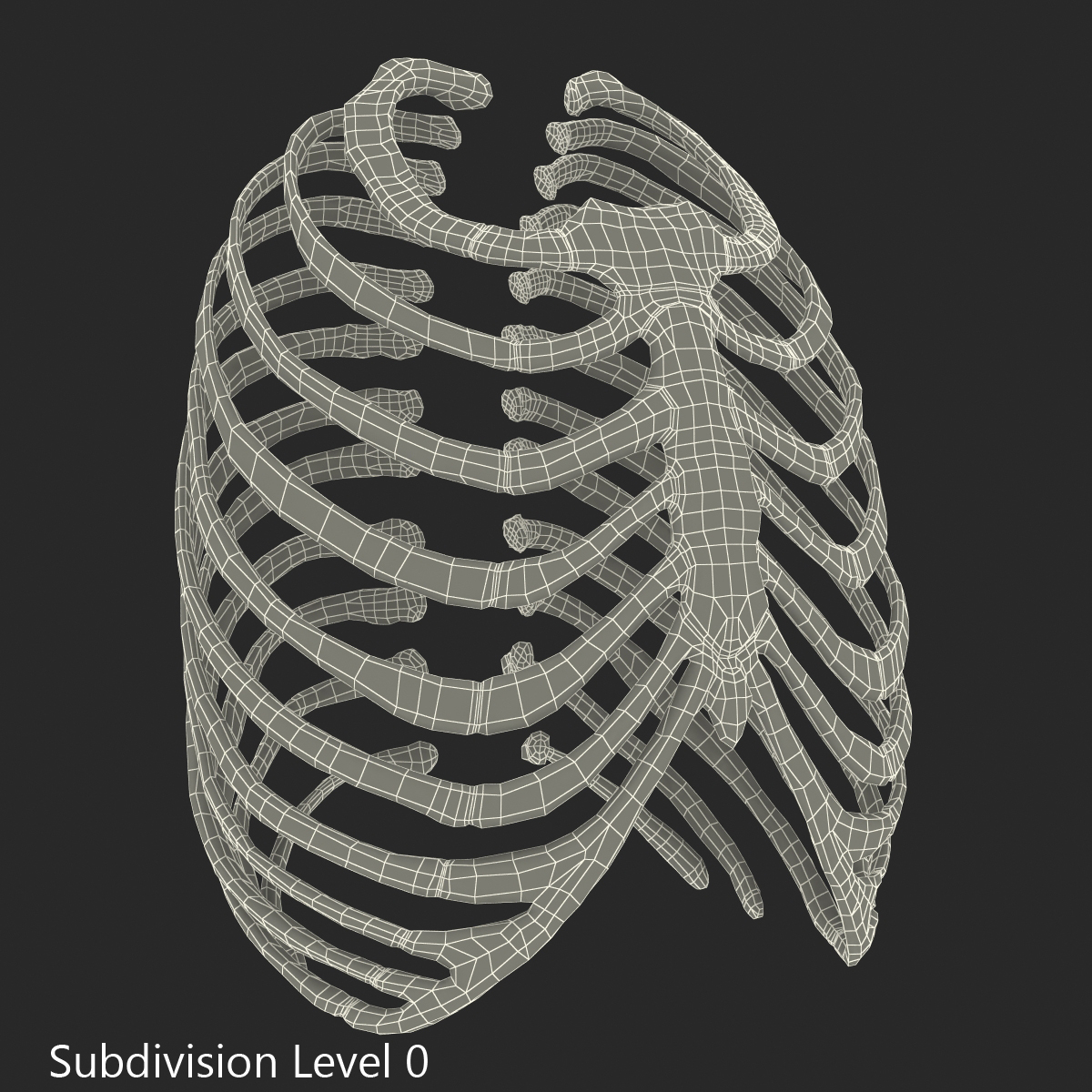 3d female ribcage skeleton