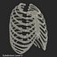 Female Ribcage Skeleton
