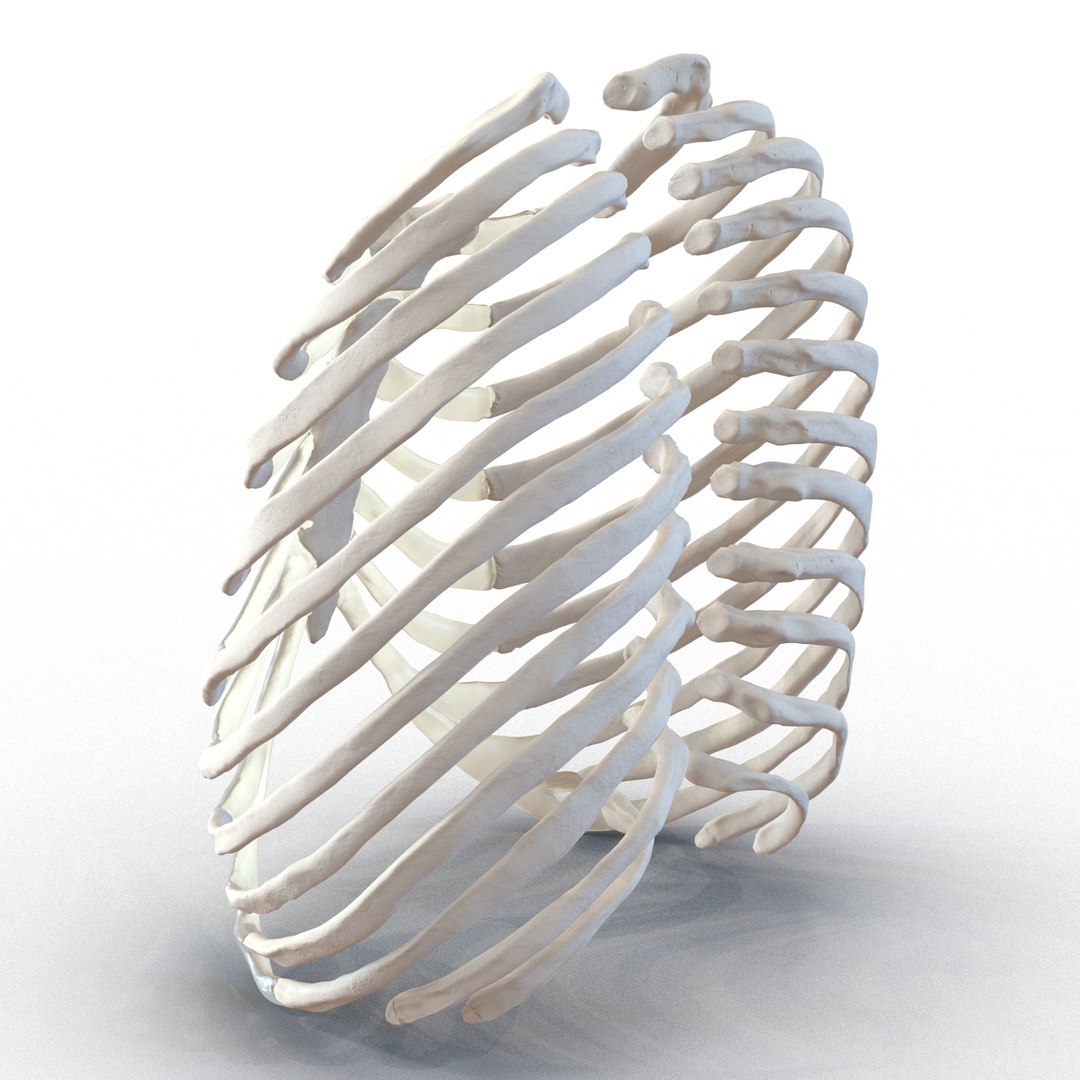 3d female ribcage skeleton https://p.turbosquid.com/ts-thumb/wh/IomWkQ/CtKLN8u8/femaleribcageskeleton3dmodel06/jpg/1459957872/1920x1080/fit_q87/9448806d4651054f4927eba9f10df817a6145e36/femaleribcageskeleton3dmodel06.jpg