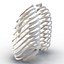 Female Ribcage Skeleton
