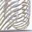 Female Ribcage Skeleton