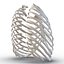 Female Ribcage Skeleton