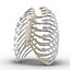 Female Ribcage Skeleton