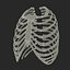 Female Ribcage Skeleton