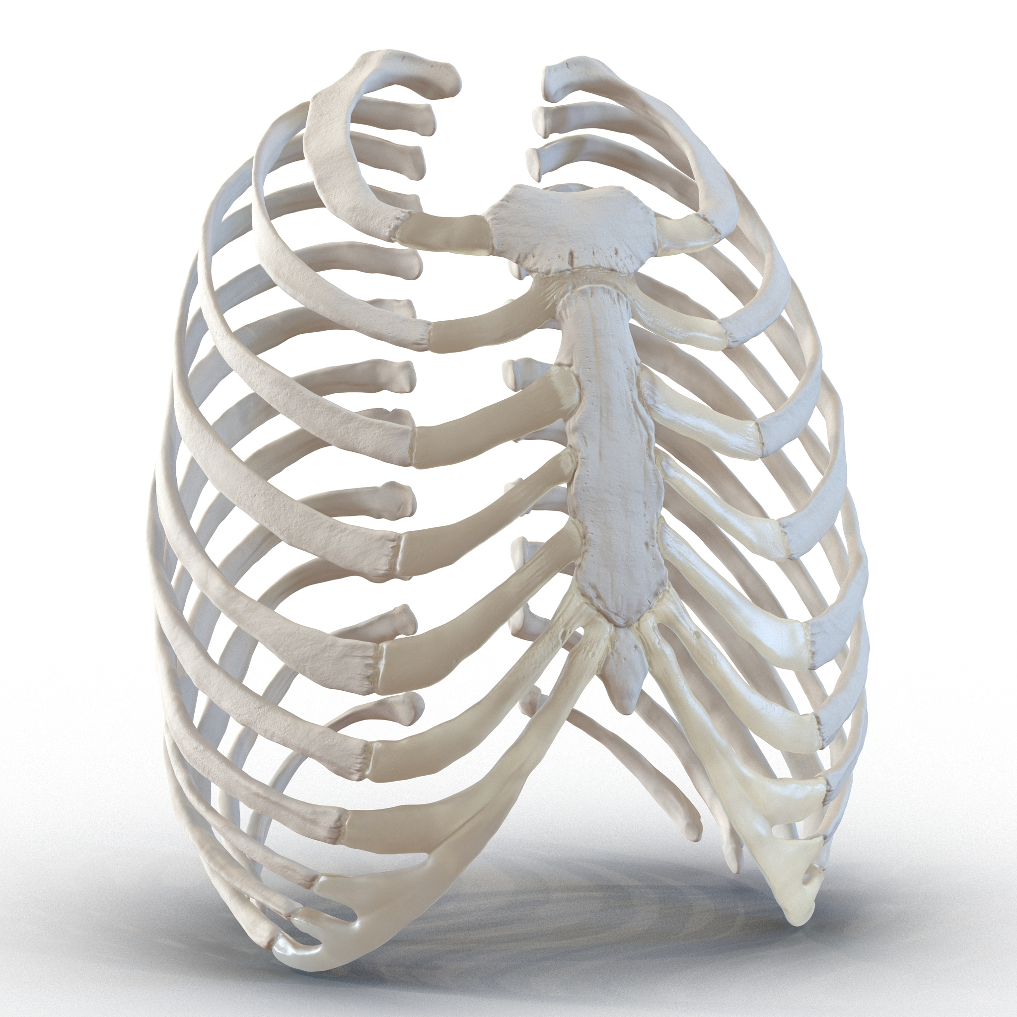 3d female ribcage skeleton