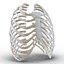 Female Ribcage Skeleton
