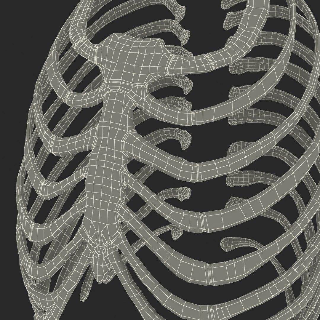 3d female ribcage skeleton https://p.turbosquid.com/ts-thumb/wh/IomWkQ/VZn7F6Q6/femaleribcageskeleton3dmodel26/jpg/1459957874/1920x1080/fit_q87/87ec296636ec0c34d1c0a76112e9ad3011911333/femaleribcageskeleton3dmodel26.jpg