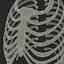Female Ribcage Skeleton