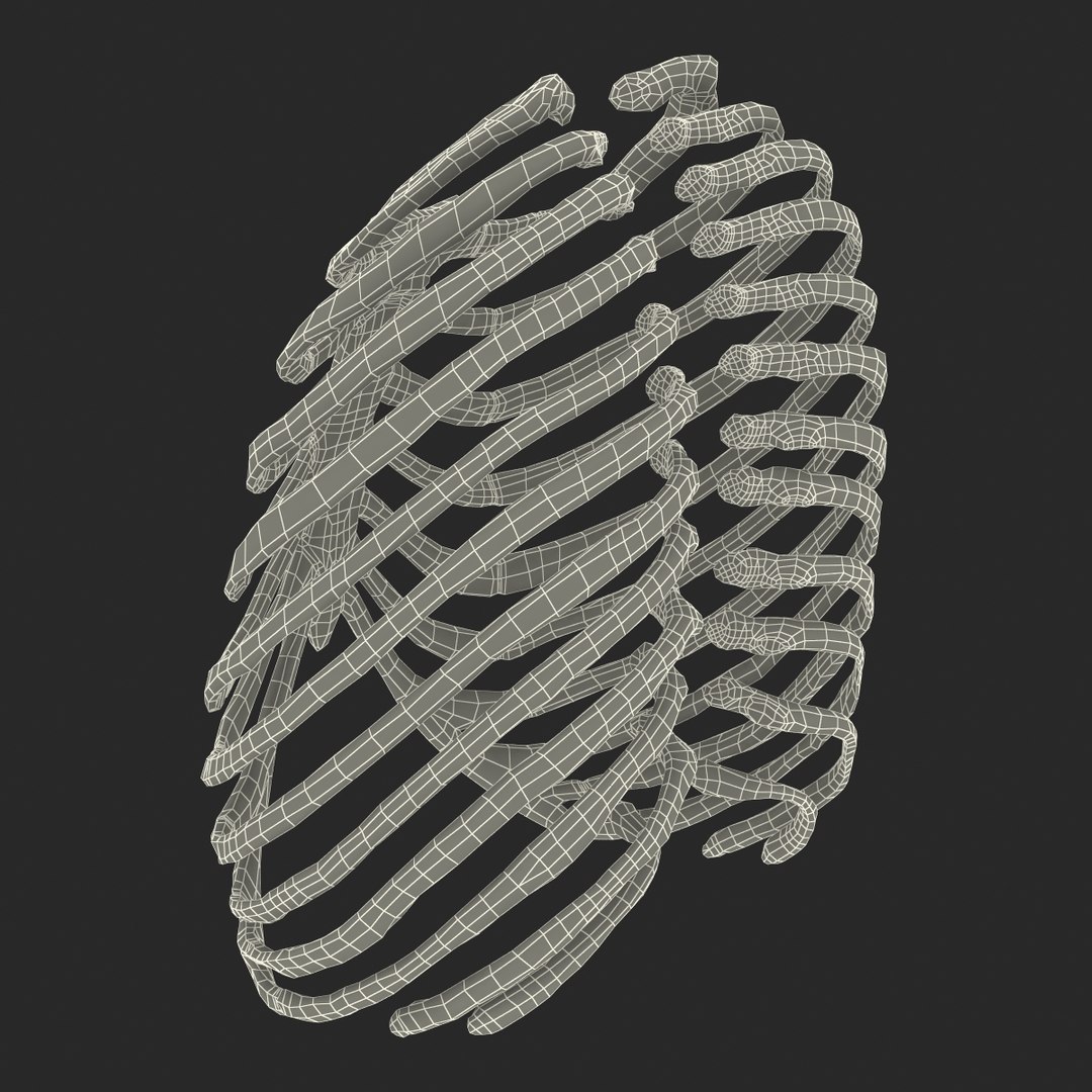3d female ribcage skeleton https://p.turbosquid.com/ts-thumb/wh/IomWkQ/VqNkORRc/femaleribcageskeleton3dmodel23/jpg/1459957874/1920x1080/fit_q87/d3c0e1f3ed2e36d504374f9205508134ecafe016/femaleribcageskeleton3dmodel23.jpg