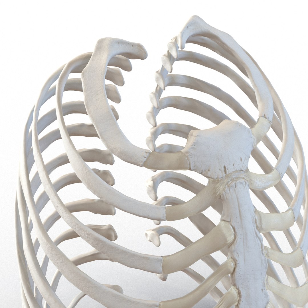 3d female ribcage skeleton https://p.turbosquid.com/ts-thumb/wh/IomWkQ/XCDkFk6t/femaleribcageskeleton3dmodel14/jpg/1459957873/1920x1080/fit_q87/ec15f7163d88356108fb73b68382ac9c4698e501/femaleribcageskeleton3dmodel14.jpg