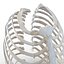 Female Ribcage Skeleton