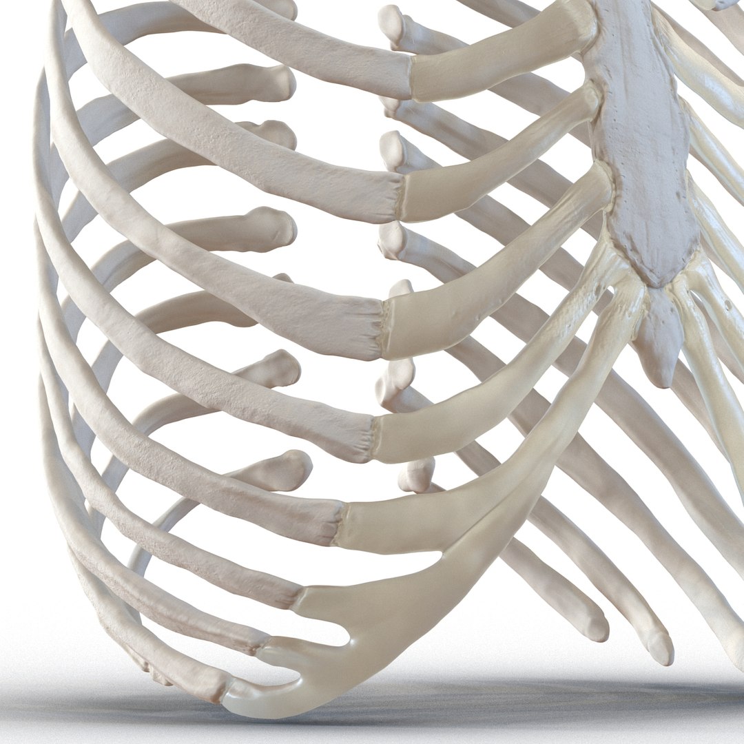 3d female ribcage skeleton https://p.turbosquid.com/ts-thumb/wh/IomWkQ/YXVL6XhW/femaleribcageskeleton3dmodel16/jpg/1459957873/1920x1080/fit_q87/a4e204ece87b9dc7498e02838777b818e339a938/femaleribcageskeleton3dmodel16.jpg