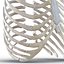Female Ribcage Skeleton
