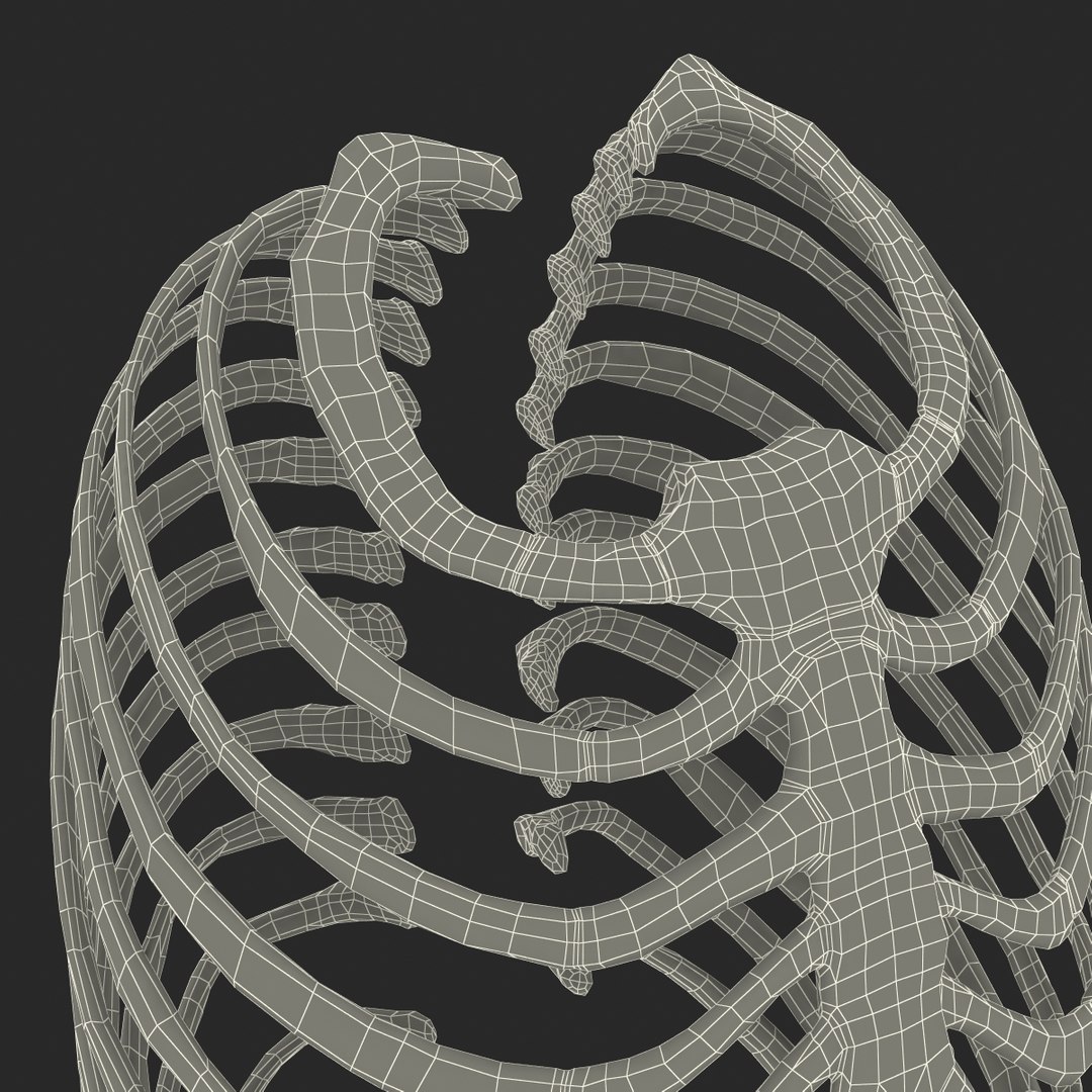 3d female ribcage skeleton https://p.turbosquid.com/ts-thumb/wh/IomWkQ/YeU9lXxI/femaleribcageskeleton3dmodel25/jpg/1459957874/1920x1080/fit_q87/271067d52c94ae754504c9e975313363e9268d69/femaleribcageskeleton3dmodel25.jpg