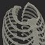 Female Ribcage Skeleton