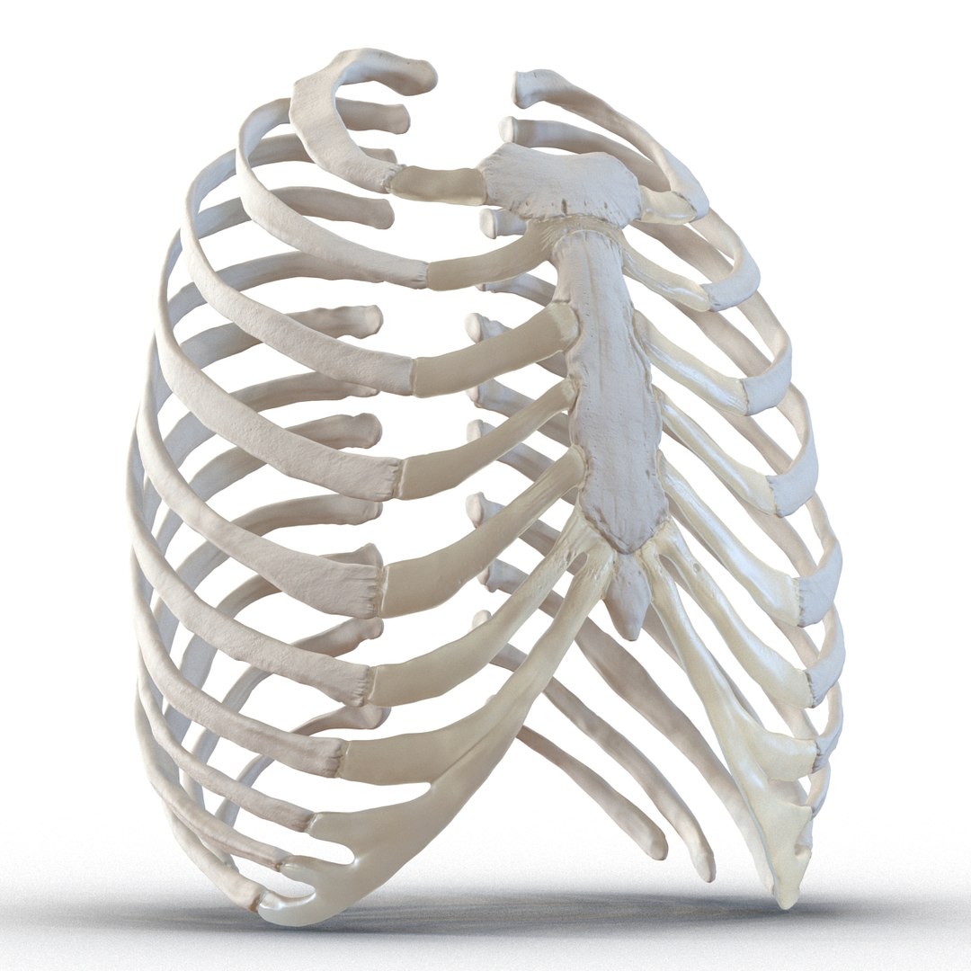 3d female ribcage skeleton https://p.turbosquid.com/ts-thumb/wh/IomWkQ/cGvWfaF5/femaleribcageskeleton3dmodel08/jpg/1459957872/1920x1080/fit_q87/af8aeb0bf0bd14e4f57e74b9d700755954352791/femaleribcageskeleton3dmodel08.jpg