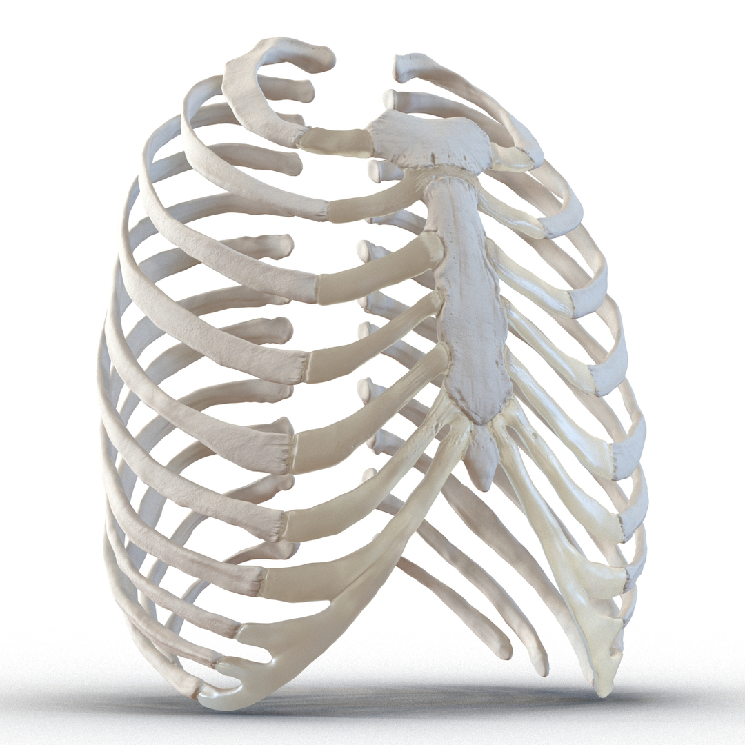 3d female ribcage skeleton