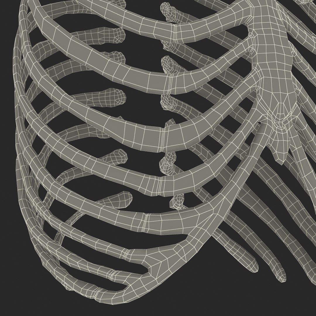 3d female ribcage skeleton https://p.turbosquid.com/ts-thumb/wh/IomWkQ/fE7EVbku/femaleribcageskeleton3dmodel27/jpg/1459957874/1920x1080/fit_q87/a8b9b989b4d0ec126a548b8df6c44a312fa2fe3a/femaleribcageskeleton3dmodel27.jpg
