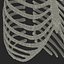 Female Ribcage Skeleton