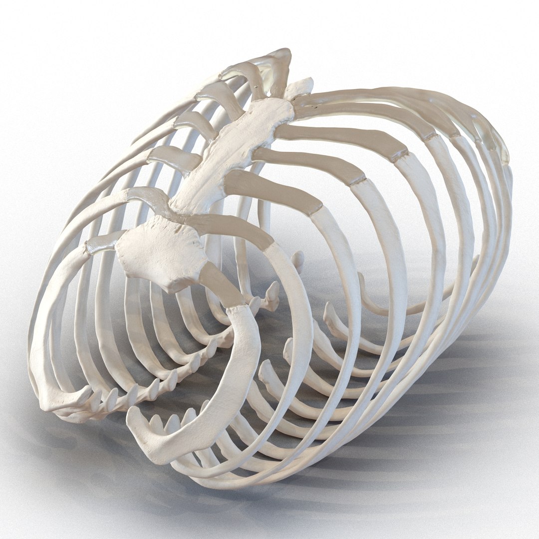 3d female ribcage skeleton https://p.turbosquid.com/ts-thumb/wh/IomWkQ/lsAKj9tG/femaleribcageskeleton3dmodel11/jpg/1459957873/1920x1080/fit_q87/482129139a7ba64ad5424ab6ead24f278108bab7/femaleribcageskeleton3dmodel11.jpg