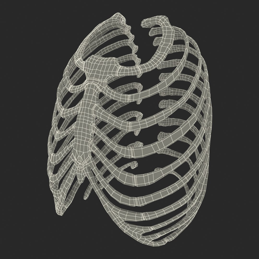 3d female ribcage skeleton https://p.turbosquid.com/ts-thumb/wh/IomWkQ/miAqNjlH/femaleribcageskeleton3dmodel24/jpg/1459957874/1920x1080/fit_q87/ec2e5576a415d15e361eb09b3c69e7bb2a96b52d/femaleribcageskeleton3dmodel24.jpg