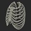 Female Ribcage Skeleton