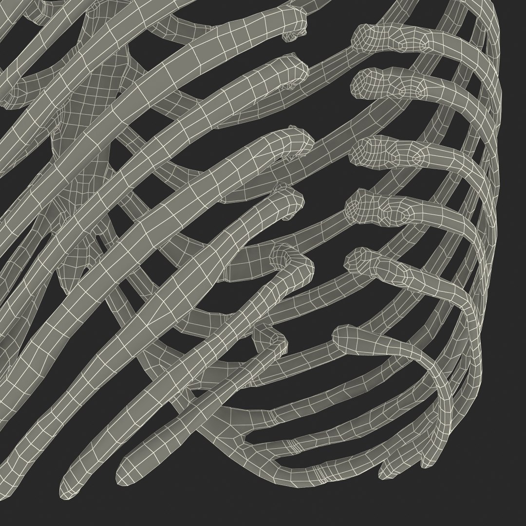 3d female ribcage skeleton https://p.turbosquid.com/ts-thumb/wh/IomWkQ/rajeraI6/femaleribcageskeleton3dmodel28/jpg/1459957874/1920x1080/fit_q87/e0d5945ccb0849f097034ad671211b58e50e0a37/femaleribcageskeleton3dmodel28.jpg