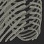 Female Ribcage Skeleton