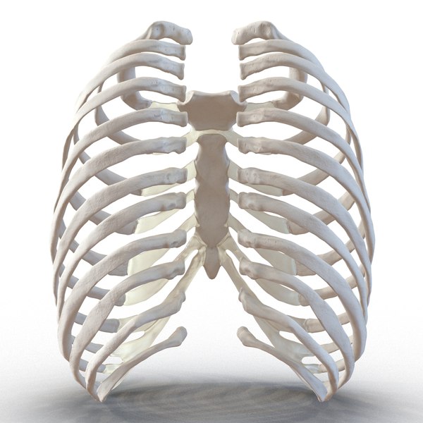 3d female ribcage skeleton