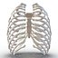 Female Ribcage Skeleton