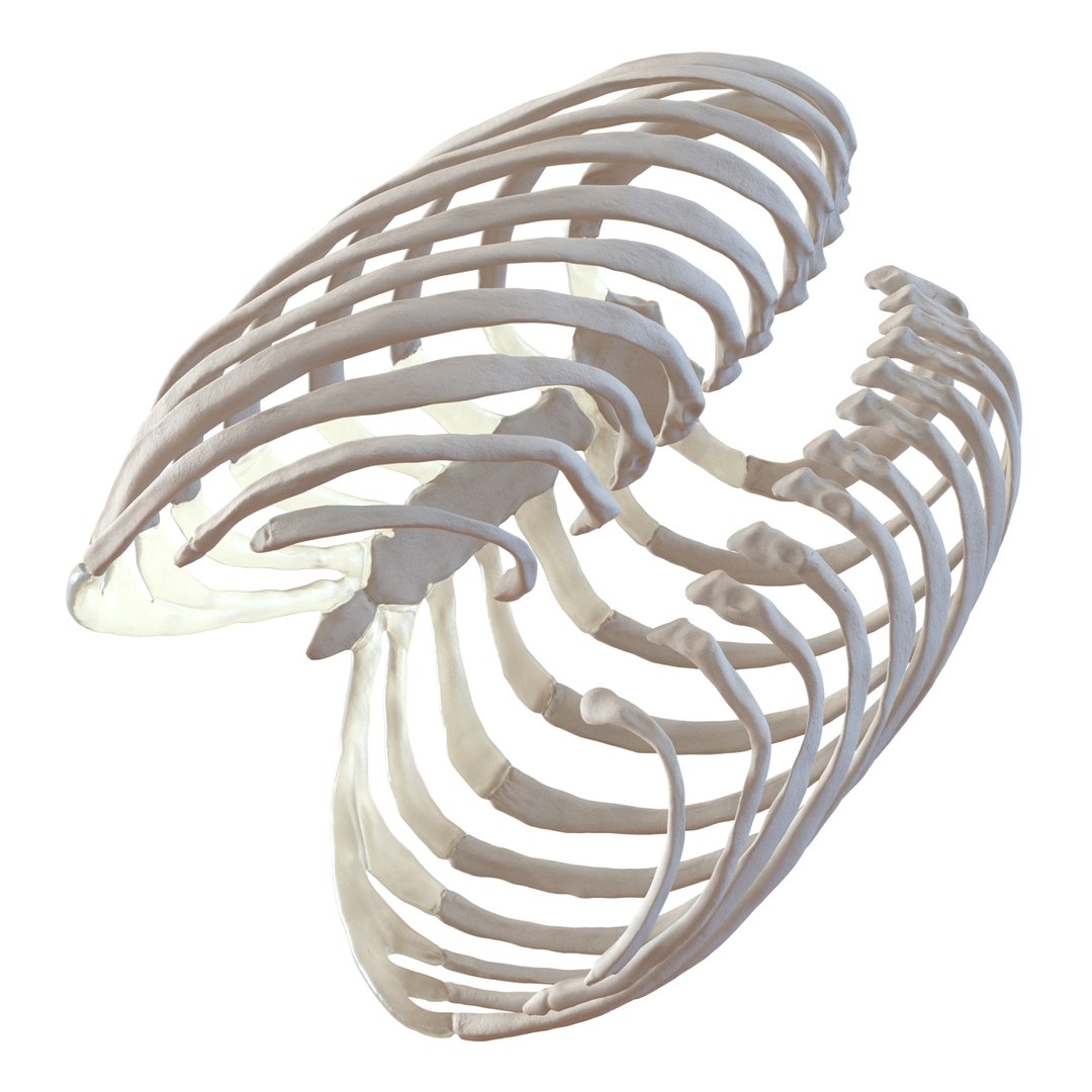 3d female ribcage skeleton https://p.turbosquid.com/ts-thumb/wh/IomWkQ/viRKdRWH/femaleribcageskeleton3dmodel13/jpg/1459957873/1920x1080/fit_q87/02c19a0bd1134a83f25a89b010017a9de76594d8/femaleribcageskeleton3dmodel13.jpg