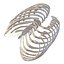 Female Ribcage Skeleton
