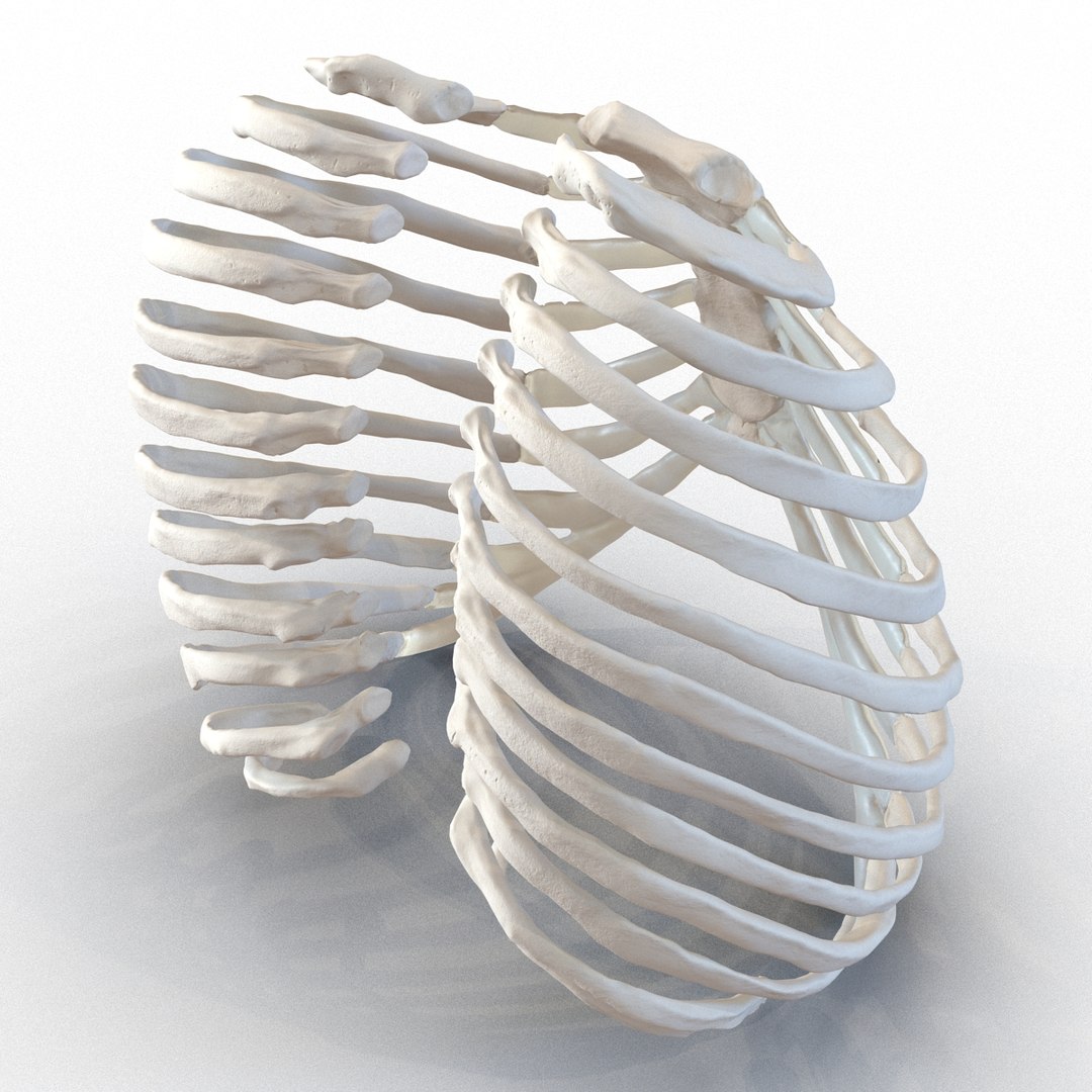 3d female ribcage skeleton https://p.turbosquid.com/ts-thumb/wh/IomWkQ/xmXGB4XC/femaleribcageskeleton3dmodel09/jpg/1459957872/1920x1080/fit_q87/0d0b31af520d7ad94495d79054dbf883c06edfb2/femaleribcageskeleton3dmodel09.jpg