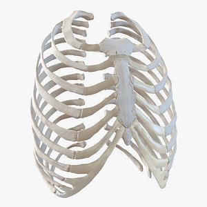 3d female ribcage skeleton