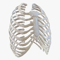 Female Ribcage Skeleton