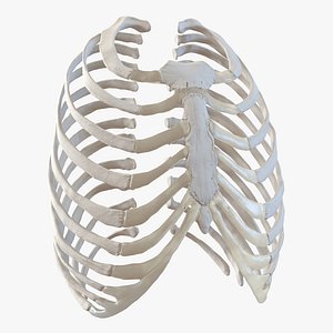 Female Ribcage Skeleton