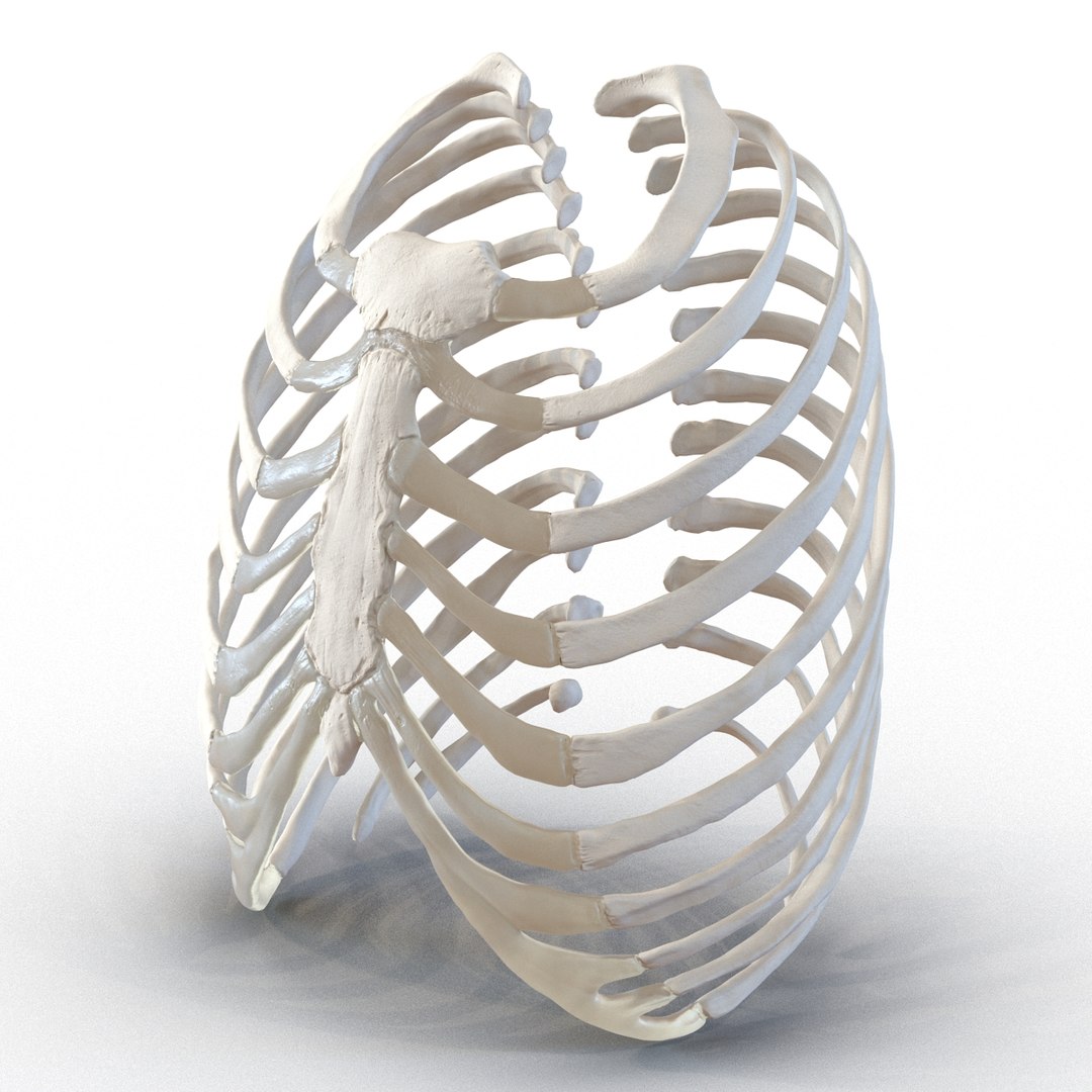 3d female ribcage skeleton https://p.turbosquid.com/ts-thumb/wh/IomWkQ/z6qBaTUv/femaleribcageskeleton3dmodel07/jpg/1459957872/1920x1080/fit_q87/4f72c27293680b1a58f20532dc9d73eaa8b592f3/femaleribcageskeleton3dmodel07.jpg