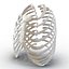 Female Ribcage Skeleton