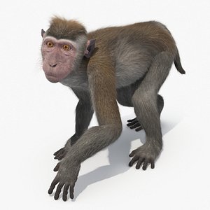 Standing Rhesus Macaque Monkey Gray Fur for Cinema 4D Rigged 3D model