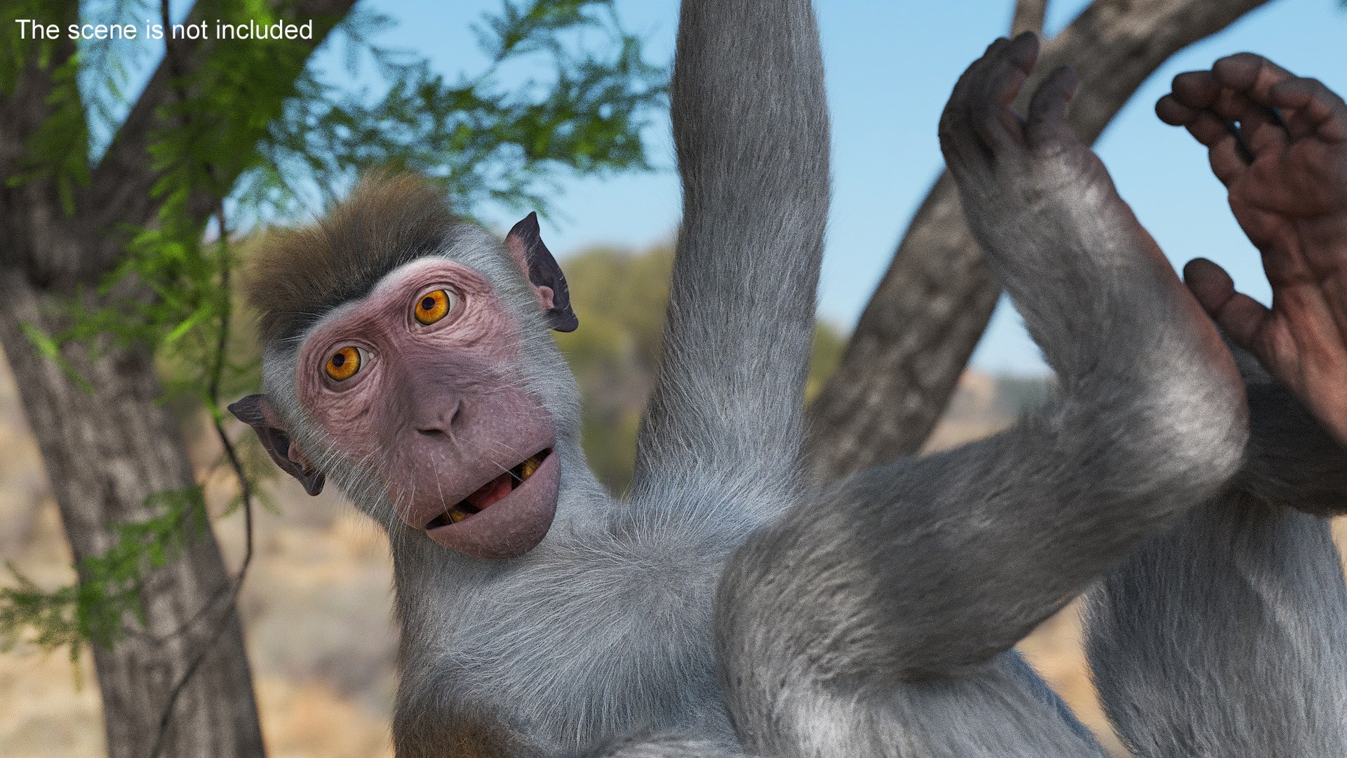 Standing Rhesus Macaque Monkey Gray Fur For Cinema 4D Rigged 3D Model ...