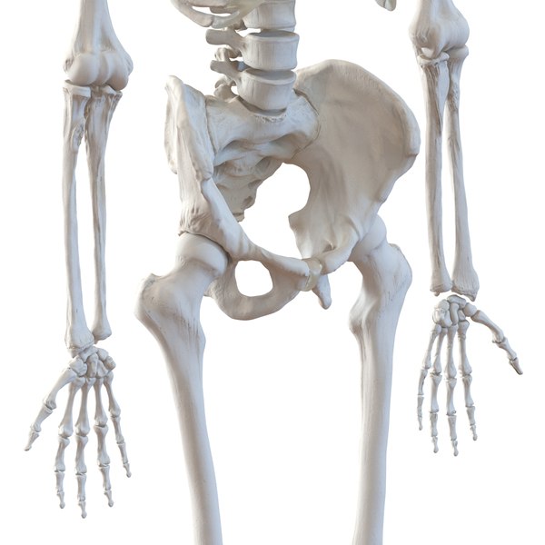 human male skeleton 3d c4d