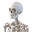 human male skeleton 3d c4d