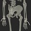 human male skeleton 3d c4d