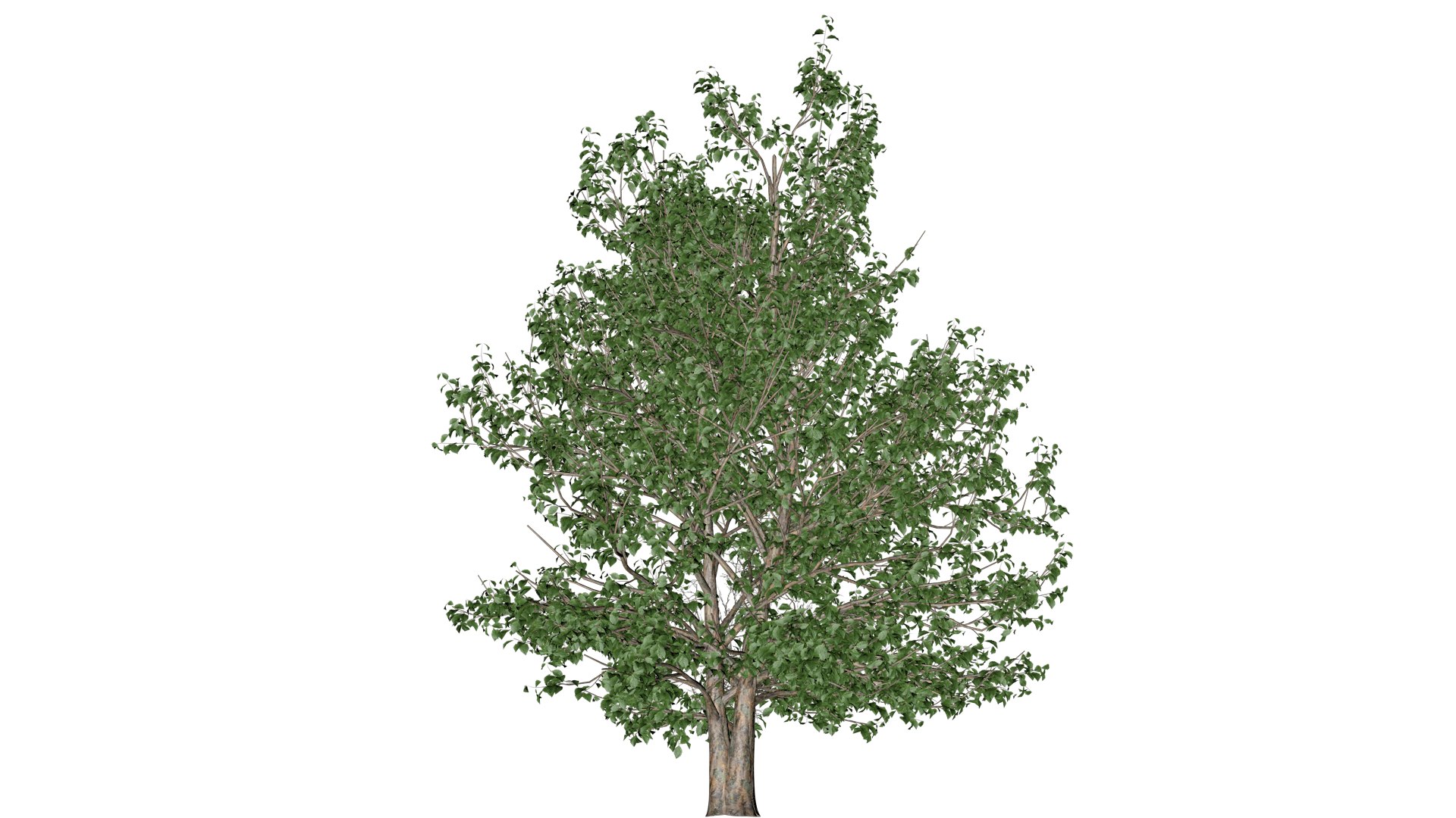 Korean Stewartia Tree - 08 - 3D model https://p.turbosquid.com/ts-thumb/wh/MSjPoV/Kj/kor_83/png/1742212228/1920x1080/fit_q87/33268f9061017316af74d34724f1b020e6ce47e5/kor_83.jpg
